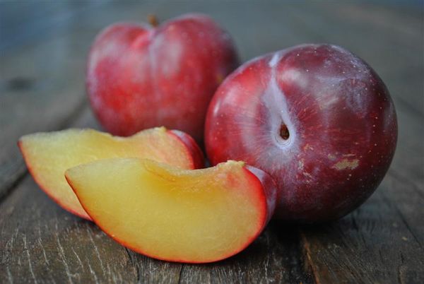 Persimmon from 파키스탄 supplied by Sunny International - Whole 신선 감