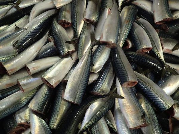 Pacific Mackerel from 러시아 supplied by LLC Sofko - Headed (=Head Off=Headless) 냉동 고등어