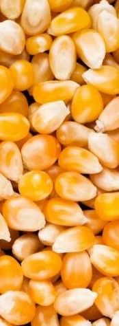 Corn from 폴란드 supplied by Agro Gold - Kibbled 옥수수