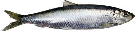Baltic Herring from Estonia supplied by Saare Fishexport OÜ - Atlantic Herring (=Clupea harengus =Sea Herring =Sild =Common Herring =North Sea Herring =Norwegian Spring Spawning herring) Herring