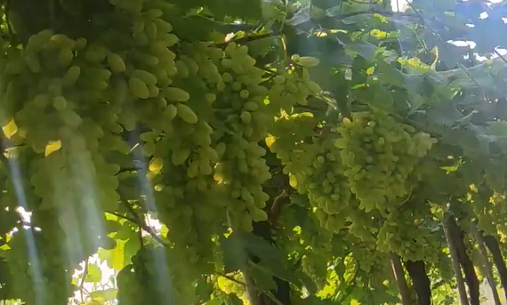 Grapes from 인도 supplied by Shree Service Provider - Fresh (=Chilled) 신선 포도
