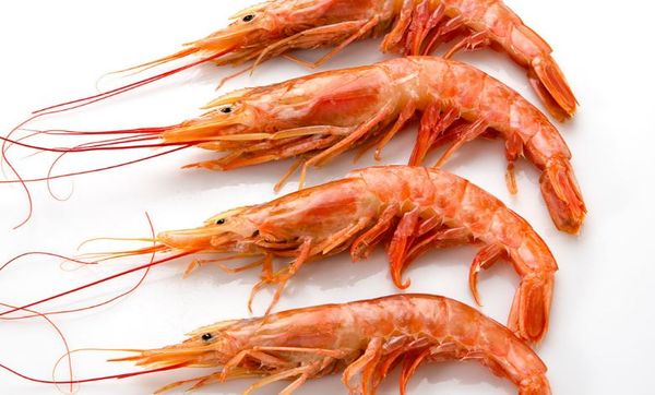 Shrimp & Prawn from 아르헨티나 supplied by Estrella Patagonica S.A. - Peeled - PTO (Peeled, Tail On) 냉동 새우