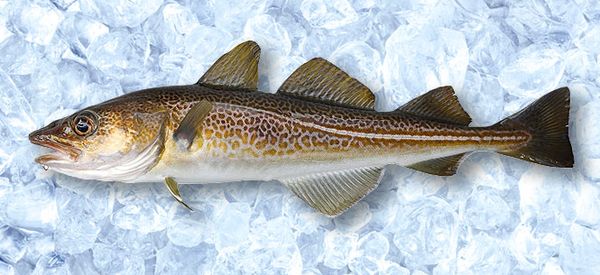 Cod from 독일 supplied by Sewe Frost GmbH - With Bone 냉동 대서양 대구
