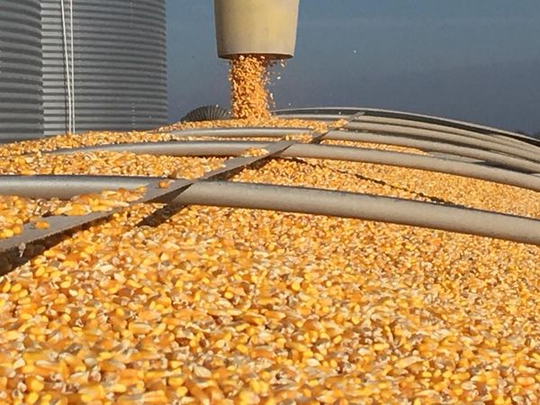 Maize (Corn) from 미국 supplied by Poynter Farms - Dried 옥수수