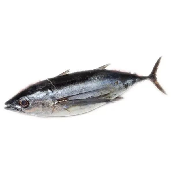 Albacore Tune from 남아프리카공화국 supplied by Y & L Fishing Enterprises (Pty) Ltd - Bluefin group - Albacore Tuna (=Thunnus alalunga =Longfin Tuna =Ahipalaha =White Tuna) 참치