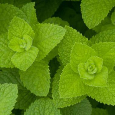 Kruie Mentha suaveolens villosa from 남아프리카공화국 supplied by Malaneuns - 박하
