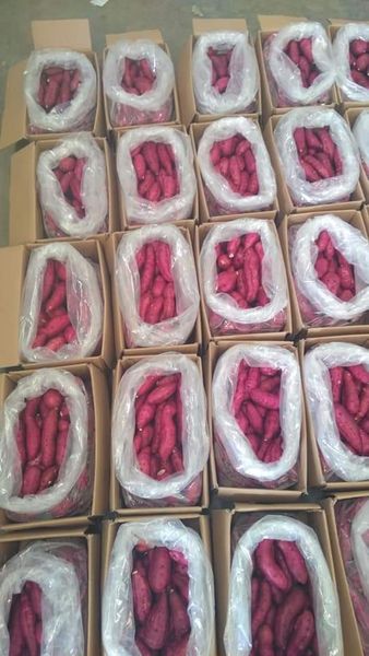 Sweet Potato from 인도네시아 supplied by Nusantara Agro Indonesia - Farmed 고구마