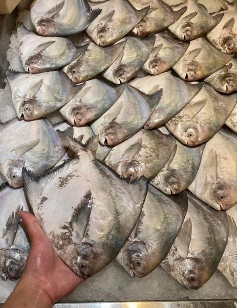 Pomfret from Malaysia supplied by Sengkee - Whole (=In The Round) Frozen Pomfret