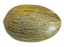 Melon from 스페인 supplied by Soltir - Whole 신선 멜론(머스크 멜론)