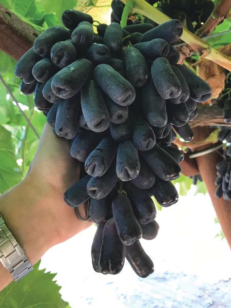 Grapes from 미국 supplied by World Fresh "Sutherland S.A. Produce Inc." - Green 신선 포도