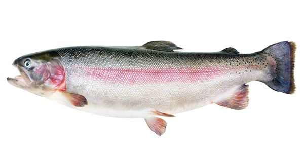 Trout from 폴란드 supplied by Aqua Farm Sp. z o.o. - Fresh (=Chilled=Raw) 냉동 송어