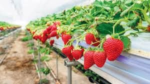 Fresh Strawberry from Turkiye supplied by cilser tarım ve hayvancılık ltd - Florida Beauty Fresh Strawberry