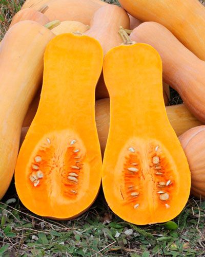 Pumpkin from Spain supplied by AGRICOLA JJF, S.L - Fresh (=Chilled) Fresh Common Pumpkin