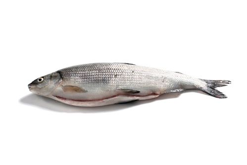Whitefish from 핀란드 supplied by KalaValtanen - Boneless (=Without Bone=Deboned) 냉동 화이트피쉬