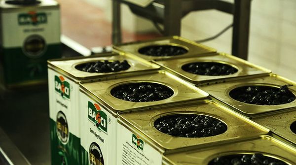 Canned Olive from 튀르키예 supplied by BAĞCI - Black Olive 올리브 가공품
