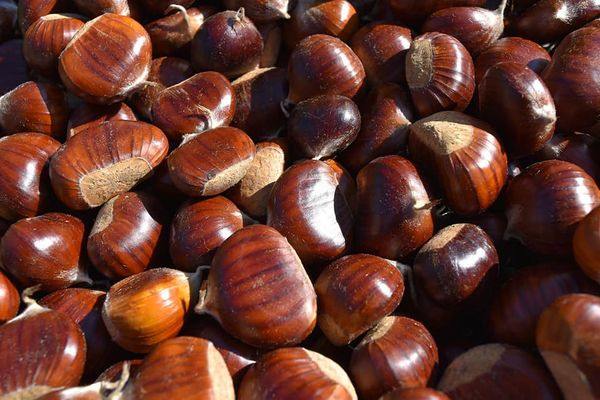 Walnut from 이탈리아 supplied by Centro frutta castiglione - Whole 생호두