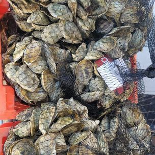 Oyster from 미국 supplied by Outlaw Oyster Company, LLC - Fresh (=Chilled=Raw) 신선 굴