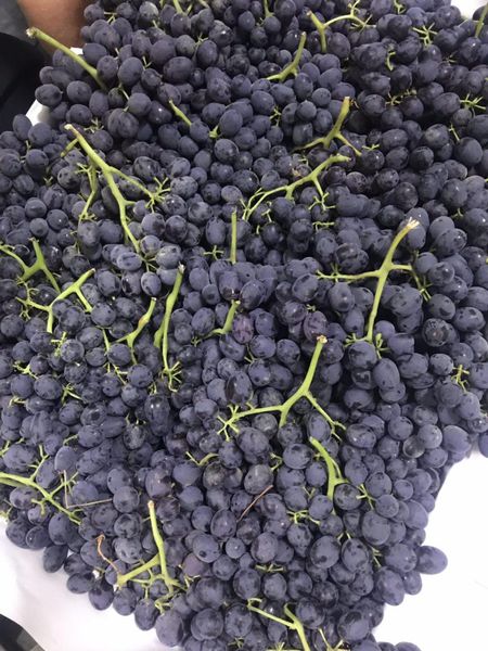 Grapes Kishmish from 우즈베키스탄 supplied by BROAGRO LLC - 생식용 포도 신선 포도