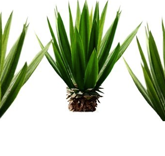 Organic Agave Syrup from 멕시코 supplied by Best Ground International - Organic 아가베 시럽