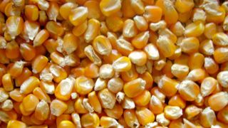 Maize Corn from 아랍 에미리트 연합국 supplied by Kyra Trade DMCC - White Corn 옥수수