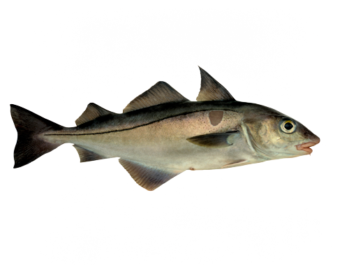 Fresh Haddock from Norway supplied by NOR SEAFOODS AS - Fillet Frozen Haddock