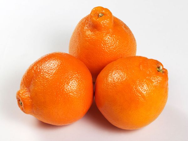 minneola tangelo from 미국 supplied by Sequoia Orange Company - Tangelo 신선 감귤류 혼종