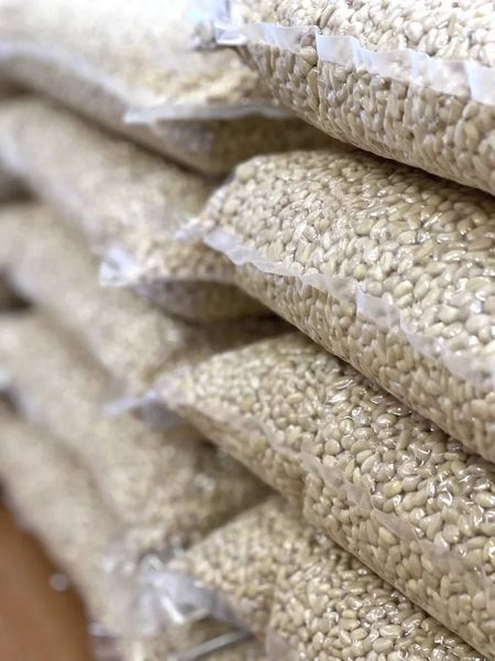 Pine nut kernels from 러시아 supplied by TOMSK CEDAR FACTORY - 잣