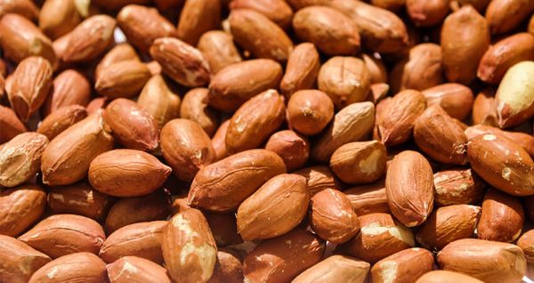 Sudanese Peanuts Also known as groundnuts or earth peanuts.. from Sudan supplied by Allan-company-for-multiple-activities - Size: 8-10 Peanut Kernel