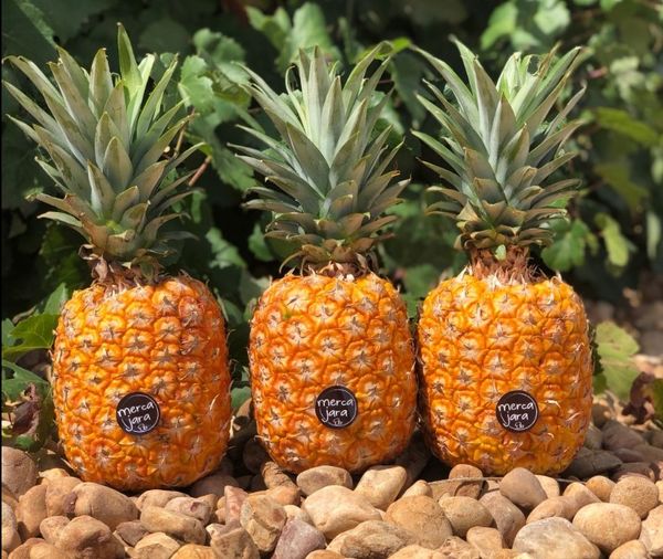 Fresh Pineapple from Spain supplied by Mercajara - With Crown (=Crowned) Fresh Pineapple
