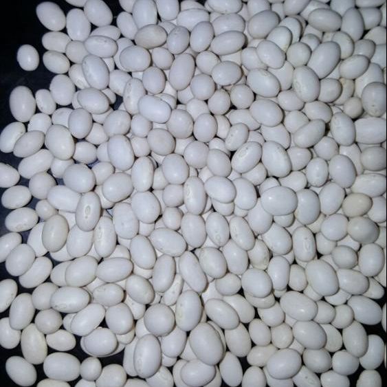 White Pea Beans from Ethiopia supplied by Africa Ventures Trading - White Beans