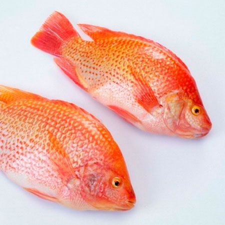 Talapia from Malaysia supplied by ASY Enterprise - Whole (=In The Round) Frozen Tilapia