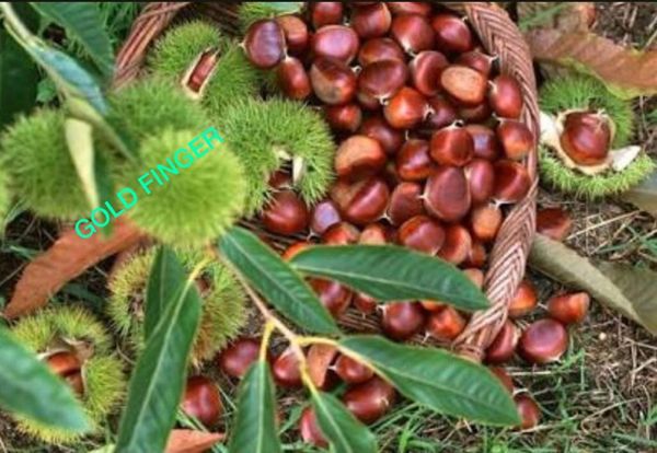Chestnut from Turkiye supplied by Gold Finger - In-shell Chestnut Kernel