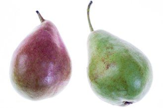 Pear from Israel supplied by Aleh Habayta - Whole Fresh Pear