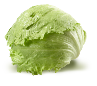 Iceberg Lettuce from 스페인 supplied by BEHR IBERIA, S.L.U. - Green 신선 상추