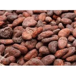 Cocoa Bean from 인도 supplied by Ambal Imports & Exports - Dried 코코아콩