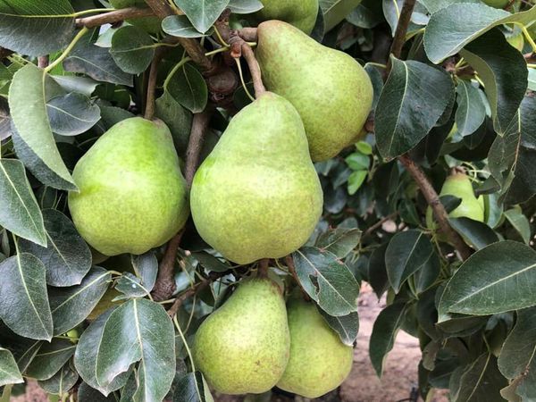 Pear from 남아프리카공화국 supplied by LOURENS AGRI (PTY) LTD. (TURFBULT) - Green 신선 배