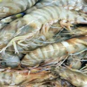 Shrimp from 이집트 supplied by Al-radwan Fish & Freezing Co. - Whole 신선 새우