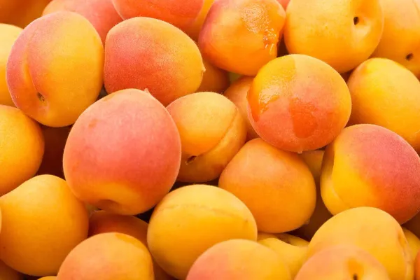 Apricot from 미국 supplied by Del Mar Farms - Apricot Varieties 신선 자두
