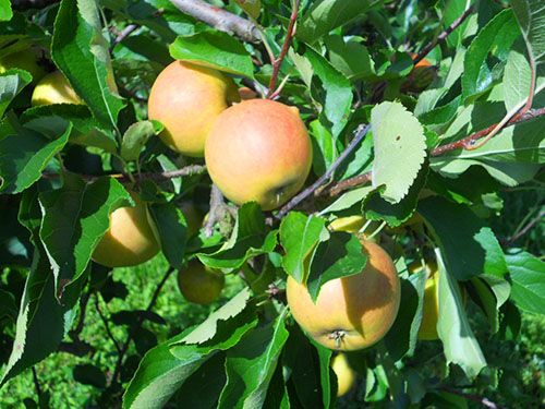 Fresh Apple from Germany supplied by Obsthof Schönemeyer - Red Fresh Apple