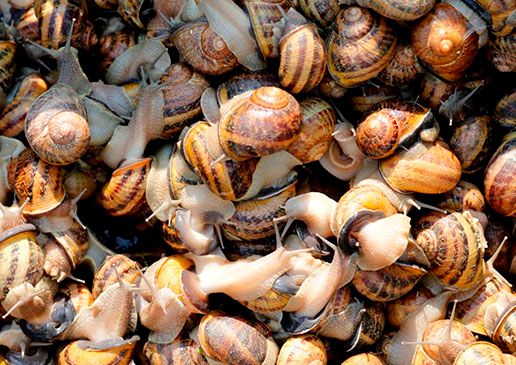Snail from 나이지리아 supplied by CBS Agro - Shelled 냉동 달팽이