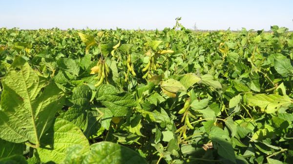 Soybean seeds from 러시아 supplied by LLC OVP Pokrovskoe - 포크로브스카야 대두