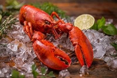 Frozen Cold Water Lobster from United States supplied by AquaBest Seafood, LLC - Fresh (=Chilled=Raw) Frozen Common Lobster