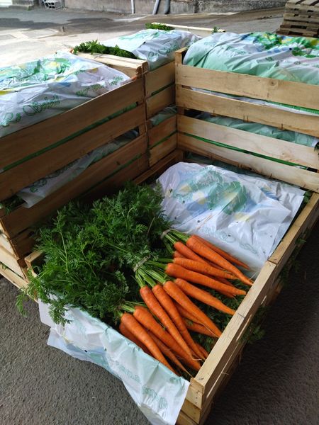 Carrots from 프랑스 supplied by Vivy Fruits - Orange 신선 당근