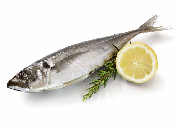HORSE MACKEREL from Portugal supplied by FRIJOBEL - INDÚSTRIA E COMÉRCIO ALIMENTAR, S.A. - Atlantic Horse Mackerel (=Trachurus trachurus) Frozen Mackerel