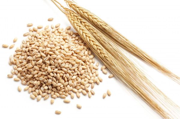 Barley from Argentina supplied by EXPELLER DE SOJA - Dried Barley