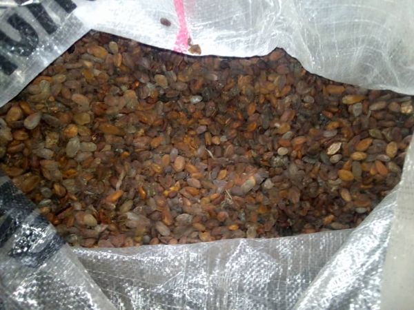 Cocoa Bean from Nigeria supplied by Bountiful Agro Ventures - Fermented Cocoa Bean