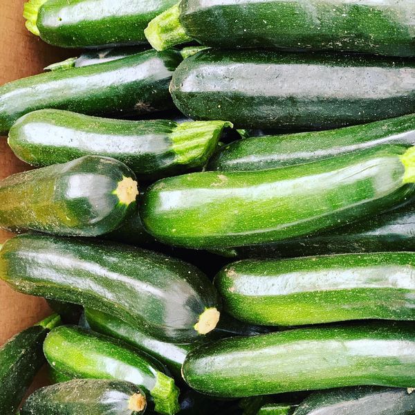 fresh organic zucchini from 미국 supplied by ALVAREZ ORGANIC FARMS - Green 신선 주키니