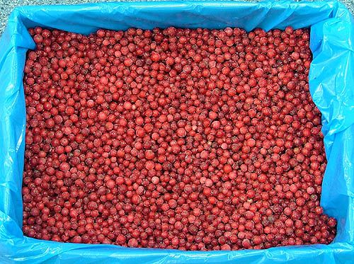 Currant from 폴란드 supplied by Zamrażalnia Owoców i Warzyw Wiktor Tyc Sp. z o.o. - Black 커런트