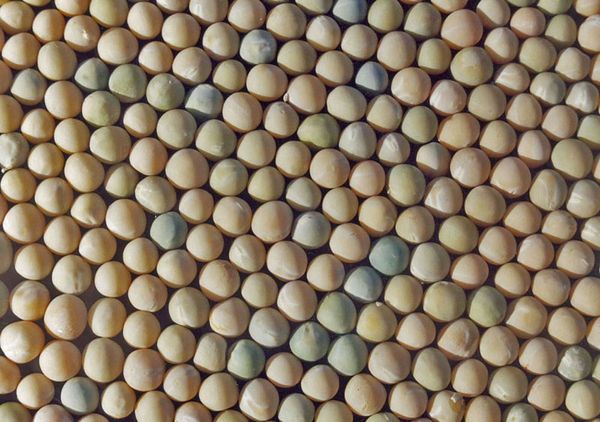 Peas for export / Горох на экспорт from 러시아 supplied by LLC Resource - For Feed 말린 일반 콩
