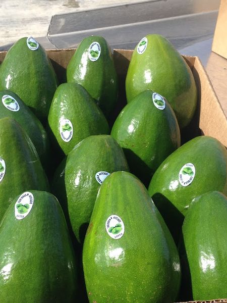 Avocado from 도미니카공화국 supplied by DG IMPORT & EXPORT SRL - Whole 신선 아보카도